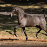Tanoeira Interagro, grey Purebred Lusitano filly offered at the 2023 Interagro Yearlings Collection/TUPA