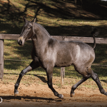 Tanoeira Interagro, grey Purebred Lusitano filly offered at the 2023 Interagro Yearlings Collection/TUPA