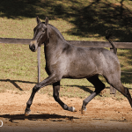 Tanoeira Interagro, grey Purebred Lusitano filly offered at the 2023 Interagro Yearlings Collection/TUPA