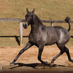Tanoeira Interagro, grey Purebred Lusitano filly offered at the 2023 Interagro Yearlings Collection/TUPA