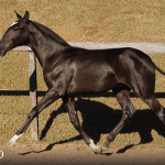 Tarantino Interagro, black Purebred Lusitano foal offered at the 2023 Interagro Yearlings Collection/TUPA
