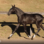 Tarantino Interagro, black Purebred Lusitano foal offered at the 2023 Interagro Yearlings Collection/TUPA