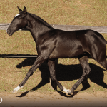 Tarantino Interagro, black Purebred Lusitano foal offered at the 2023 Interagro Yearlings Collection/TUPA