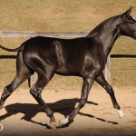 Tarantino Interagro, black Purebred Lusitano foal offered at the 2023 Interagro Yearlings Collection/TUPA