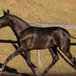Tarantino Interagro, black Purebred Lusitano foal offered at the 2023 Interagro Yearlings Collection/TUPA