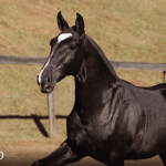 Tarantino Interagro, black Purebred Lusitano foal offered at the 2023 Interagro Yearlings Collection/TUPA