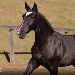 Tarantino Interagro, black Purebred Lusitano foal offered at the 2023 Interagro Yearlings Collection/TUPA