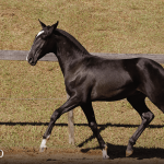 Tarantino Interagro, black Purebred Lusitano foal offered at the 2023 Interagro Yearlings Collection/TUPA