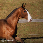 Titular Interagro, bay Purebred Lusitano foal offered at the 2023 Interagro Yearlings Collection/TUPA