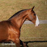 Titular Interagro, bay Purebred Lusitano foal offered at the 2023 Interagro Yearlings Collection/TUPA