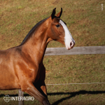 Titular Interagro, bay Purebred Lusitano foal offered at the 2023 Interagro Yearlings Collection/TUPA