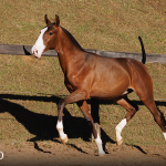 Titular Interagro, bay Purebred Lusitano foal offered at the 2023 Interagro Yearlings Collection/TUPA