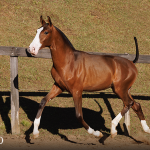 Titular Interagro, bay Purebred Lusitano foal offered at the 2023 Interagro Yearlings Collection/TUPA