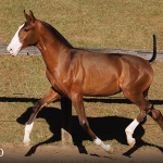 Titular Interagro, bay Purebred Lusitano foal offered at the 2023 Interagro Yearlings Collection/TUPA