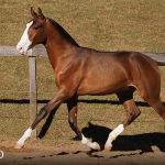 Titular Interagro, bay Purebred Lusitano foal offered at the 2023 Interagro Yearlings Collection/TUPA