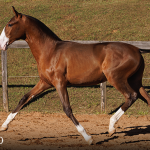 Titular Interagro, bay Purebred Lusitano foal offered at the 2023 Interagro Yearlings Collection/TUPA