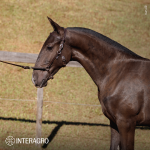 Tiziu Interagro, black Purebred Lusitano foal offered at the 2023 Interagro Yearlings Collection/TUPA