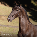 Tiziu Interagro, black Purebred Lusitano foal offered at the 2023 Interagro Yearlings Collection/TUPA