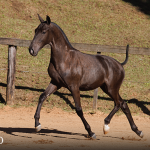 Tiziu Interagro, black Purebred Lusitano foal offered at the 2023 Interagro Yearlings Collection/TUPA