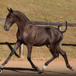 Tiziu Interagro, black Purebred Lusitano foal offered at the 2023 Interagro Yearlings Collection/TUPA
