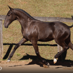 Tiziu Interagro, black Purebred Lusitano foal offered at the 2023 Interagro Yearlings Collection/TUPA