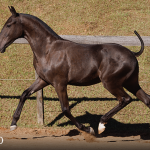 Tiziu Interagro, black Purebred Lusitano foal offered at the 2023 Interagro Yearlings Collection/TUPA