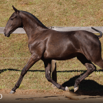 Tiziu Interagro, black Purebred Lusitano foal offered at the 2023 Interagro Yearlings Collection/TUPA