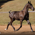 Tiziu Interagro, black Purebred Lusitano foal offered at the 2023 Interagro Yearlings Collection/TUPA