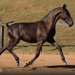 Tiziu Interagro, black Purebred Lusitano foal offered at the 2023 Interagro Yearlings Collection/TUPA
