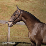 Torrone Interagro, grey Purebred Lusitano foal offered at the 2023 Interagro Yearlings Collection/TUPA