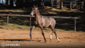 Torrone Interagro, grey Purebred Lusitano foal offered at the 2023 Interagro Yearlings Collection/TUPA