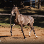 Torrone Interagro, grey Purebred Lusitano foal offered at the 2023 Interagro Yearlings Collection/TUPA