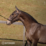 Torrone Interagro, grey Purebred Lusitano foal offered at the 2023 Interagro Yearlings Collection/TUPA