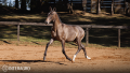 Torrone Interagro, grey Purebred Lusitano foal offered at the 2023 Interagro Yearlings Collection/TUPA