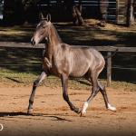 Torrone Interagro, grey Purebred Lusitano foal offered at the 2023 Interagro Yearlings Collection/TUPA