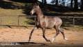Torrone Interagro, grey Purebred Lusitano foal offered at the 2023 Interagro Yearlings Collection/TUPA
