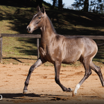 Torrone Interagro, grey Purebred Lusitano foal offered at the 2023 Interagro Yearlings Collection/TUPA