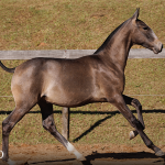 Torrone Interagro, grey Purebred Lusitano foal offered at the 2023 Interagro Yearlings Collection/TUPA