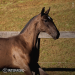 Tropical Interagro, black Purebred Lusitano filly offered at the 2023 Interagro Yearlings Collection/TUPA