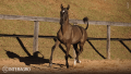 Tropical Interagro, black Purebred Lusitano filly offered at the 2023 Interagro Yearlings Collection/TUPA