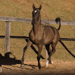 Tropical Interagro, black Purebred Lusitano filly offered at the 2023 Interagro Yearlings Collection/TUPA