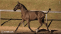 Tropical Interagro, black Purebred Lusitano filly offered at the 2023 Interagro Yearlings Collection/TUPA