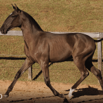 Tropical Interagro, black Purebred Lusitano filly offered at the 2023 Interagro Yearlings Collection/TUPA