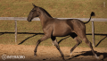Tropical Interagro, black Purebred Lusitano filly offered at the 2023 Interagro Yearlings Collection/TUPA