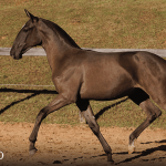 Tropical Interagro, black Purebred Lusitano filly offered at the 2023 Interagro Yearlings Collection/TUPA