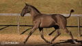 Tropical Interagro, black Purebred Lusitano filly offered at the 2023 Interagro Yearlings Collection/TUPA