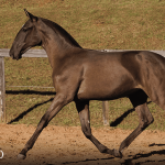 Tropical Interagro, black Purebred Lusitano filly offered at the 2023 Interagro Yearlings Collection/TUPA