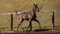 Tropical Interagro, black Purebred Lusitano filly offered at the 2023 Interagro Yearlings Collection/TUPA