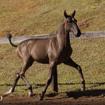 Tropical Interagro, black Purebred Lusitano filly offered at the 2023 Interagro Yearlings Collection/TUPA