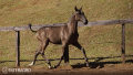Tropical Interagro, black Purebred Lusitano filly offered at the 2023 Interagro Yearlings Collection/TUPA